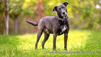 Kreistierheim Böblingen: Tiere freuen sich immer über Besuch im Heim