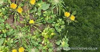 Gardeners urged to use 'quick fix' weed-killer hack that doesn't cost a thing