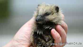 Igel als Fußball missbraucht – Tier stirbt nach grausamer Attacke auf bayerischem Schulhof
