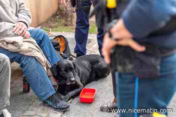 Bientôt des maraudes pour les animaux de la rue à Antibes et à Cannes?