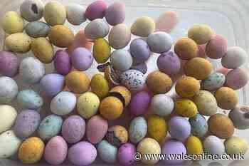 Supermarket vs Cadbury Mini Eggs taste test reveals surprising winner