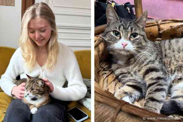 Asiel ziet adoptiecijfers stijgen dankzij kattencafé: “We schrikken er soms zelf van hoe vlot het gaat”