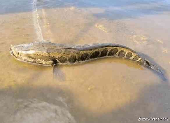 Fishermen told to suffocate or behead this 'perfect invasive species'