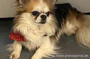 POL-PDTR: Entlaufener Hund