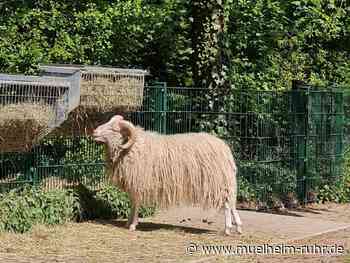 Zuwachs im Arche-Park: Schafbock Ludwig gehört zu stark gefährdeter Rasse
