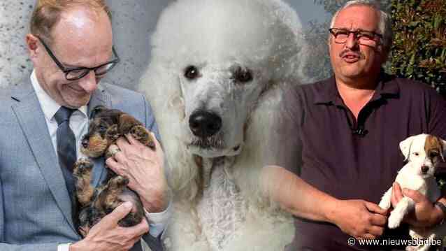 Je poedel moet het nog even zonder stamboom stellen: uitblijven van Vlaamse ‘fokfiches’ zorgt voor gegrom bij fokkers