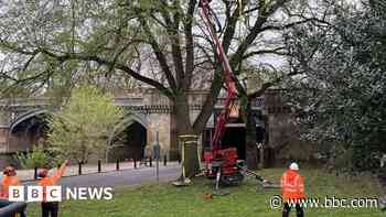 Road bridge closed due to crack in tree