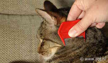 Vlooien: hoeveel eitjes zijn er in jouw huis verstopt?