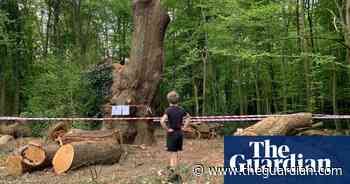 Council plans legal action over ancient London oak felled by Toby Carvery