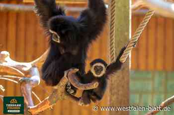 Babyboom im Tierpark Ströhen