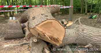 Council leader 'outraged' as Toby Carvery fells 400-year-old oak tree without permission