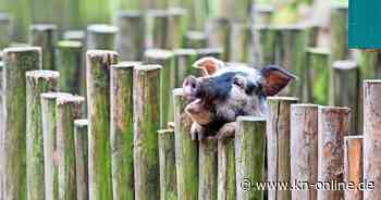 Tipps für Veranstaltungen am Wochenende in SH, 18. bis 21. April 2025