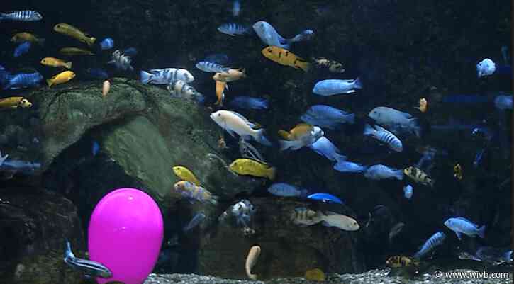 Not your average egg hunt, Seaster Celebration at Aquarium of Niagara