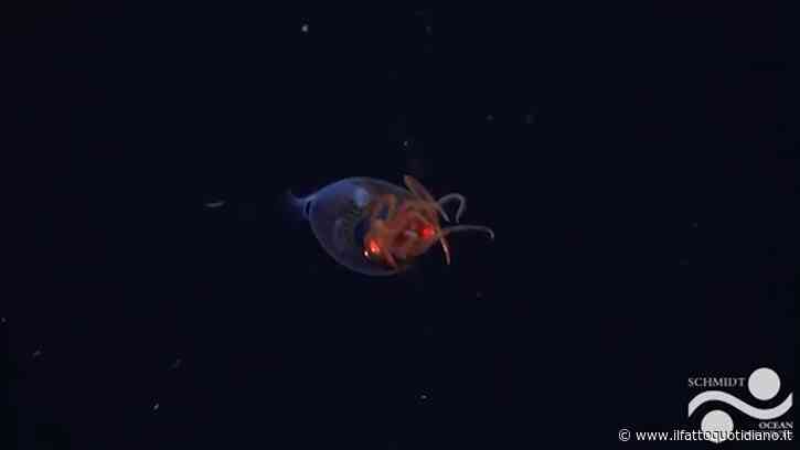 Il primo video del più elusivo abitante degli abissi: ecco il calamaro colossale nel suo habitat
