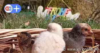 Alles außer Osterfeuer: Ausflugstipps zu Ostern im Kreis Segeberg