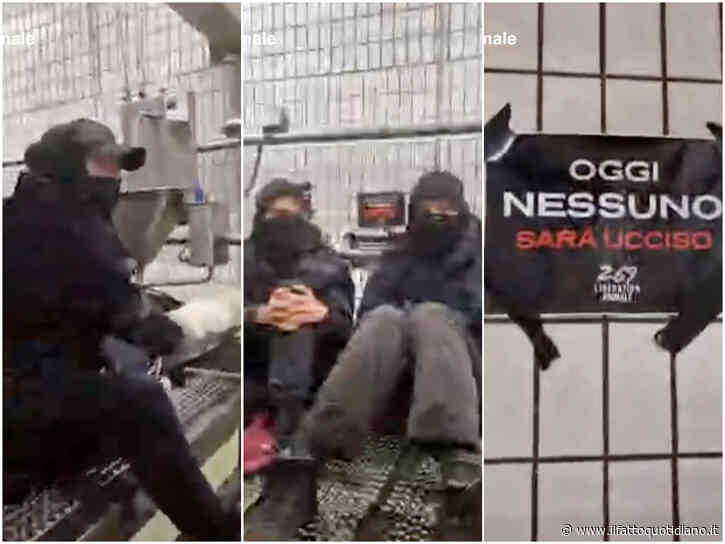 Viterbo, si incatenano all’impianto di macellazione e liberano 21 agnelli: animalisti identificati e schedati