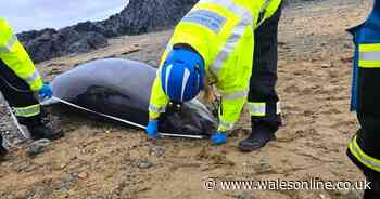 An 800-year law was enacted after a bottlenose dolphin washed up on Welsh beach
