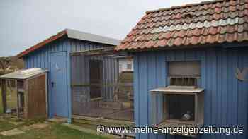 Mit 80 km/h nach Hause: Familie in der Rhön züchtet Brieftauben