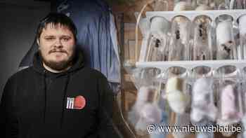 Liefhebbers leggen uit waarom mieren voor veel geld online te koop zijn: “Zo’n mierenkolonie is fascinerend om te observeren”