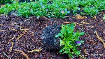 Rehe zerstören in Duisburg 200 Gräber