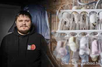 Liefhebbers leggen uit waarom mieren voor veel geld online te koop zijn: “Zo’n kolonie is fascinerend om te observeren”