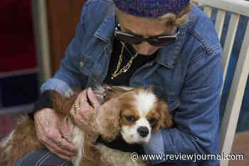 Dog reunites with Israeli family after disappearing for 18 months in Gaza