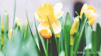 Dit zijn de weersvoorspellingen voor Pasen 2025 in Landsmeer: kans op regen