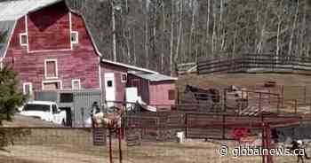 Patricia Moore violates lifetime ban, has more horses seized in Parkland County: RCMP