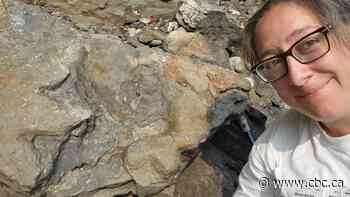 Ankylosaur footprints from Canada are first of their kind in the world