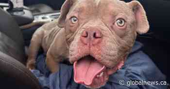 Emaciated dog found wandering near Richmond secondary school