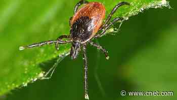 Tick Season Is Coming. Use This Quick Trick to Remove a Tick Without Tweezers