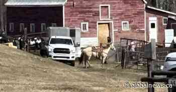Patricia Moore violates lifetime ban, has more horses seized in Parkland County: RCMP