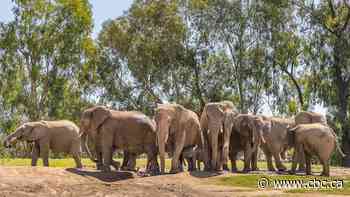 When an earthquake hit, these elephants formed a protective circle around their youngest