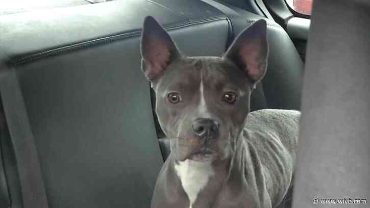 SPCA searches for answers after dog abandoned at De Veaux Woods State Park