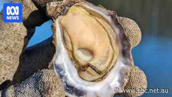 Oyster grower claims Australia's most prestigious food prize