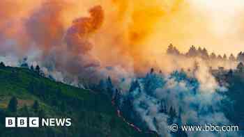 UK's rarest wildlife being 'pushed to extinction' by grass fires