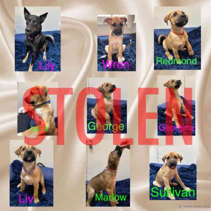 Downstate dog fostering battle reaches Western New York