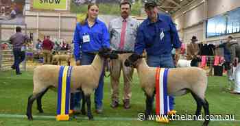 Siblings win the top ribbons on their showing debut for Bowen Suffolks