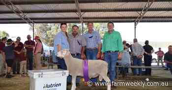 Quairading stud's Poll Dorset wins supreme in strong competition at Williams