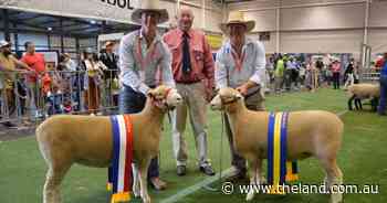 Pair of Poll Dorsets ewes proves winning combination in Sydney judging