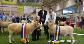 Showing success continues for Windsong Wiltshire Horn stud pair