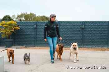 Kinrooise leert hondenbaasjes hoe ze hun hond ‘terrasproof’ maken