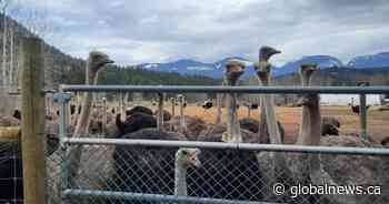 Day two of judicial review on fate of 400 B.C. ostriches