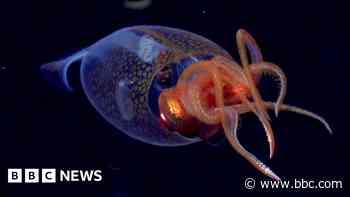 Colossal squid filmed in ocean for the first time