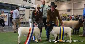 Young ewe's potential sees her outclass older competition in Dorper judging