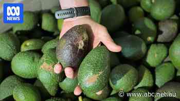 Shocking scale of avocado waste inspires engineer's new venture