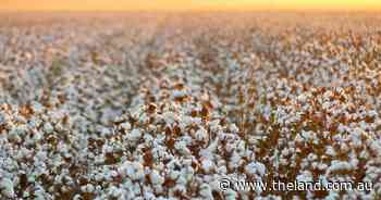 The wait's over: Pickers get the green light in north and central NSW