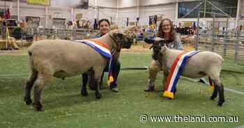 'Complete package' Hampshire Downs young ewe continues winning streak at Sydney