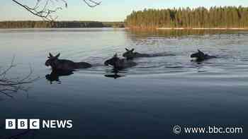 Millions watch as Swedish elk begin annual migration