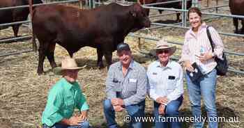 49 years of breeding showcased at strong Biara Santa Gertrudis sale